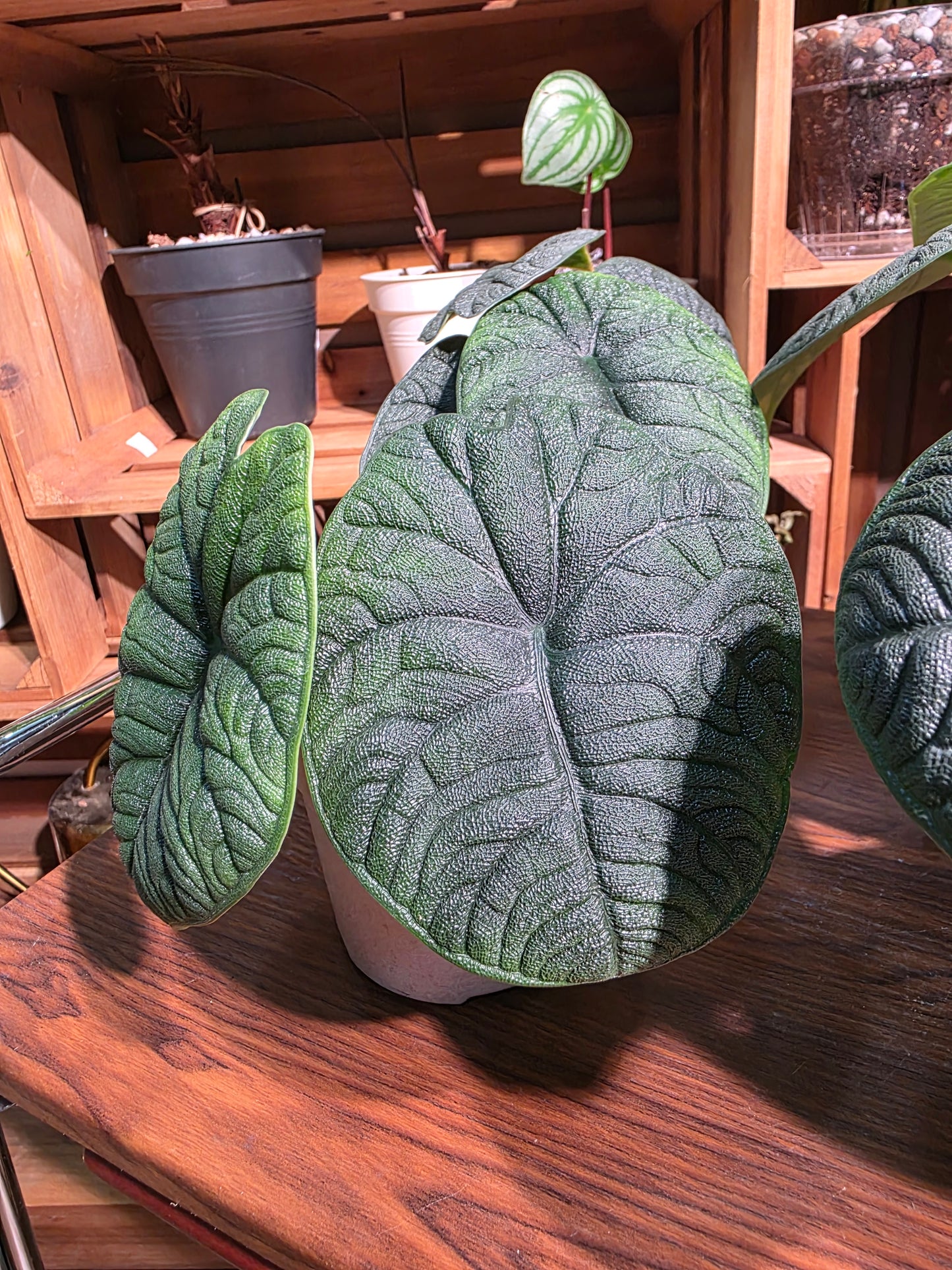 Alocasia melo 犀牛皮海芋