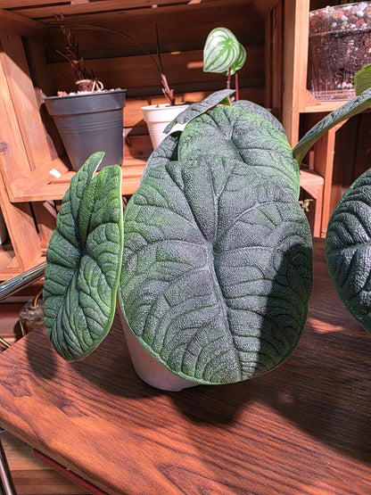 Alocasia melo 犀牛皮海芋