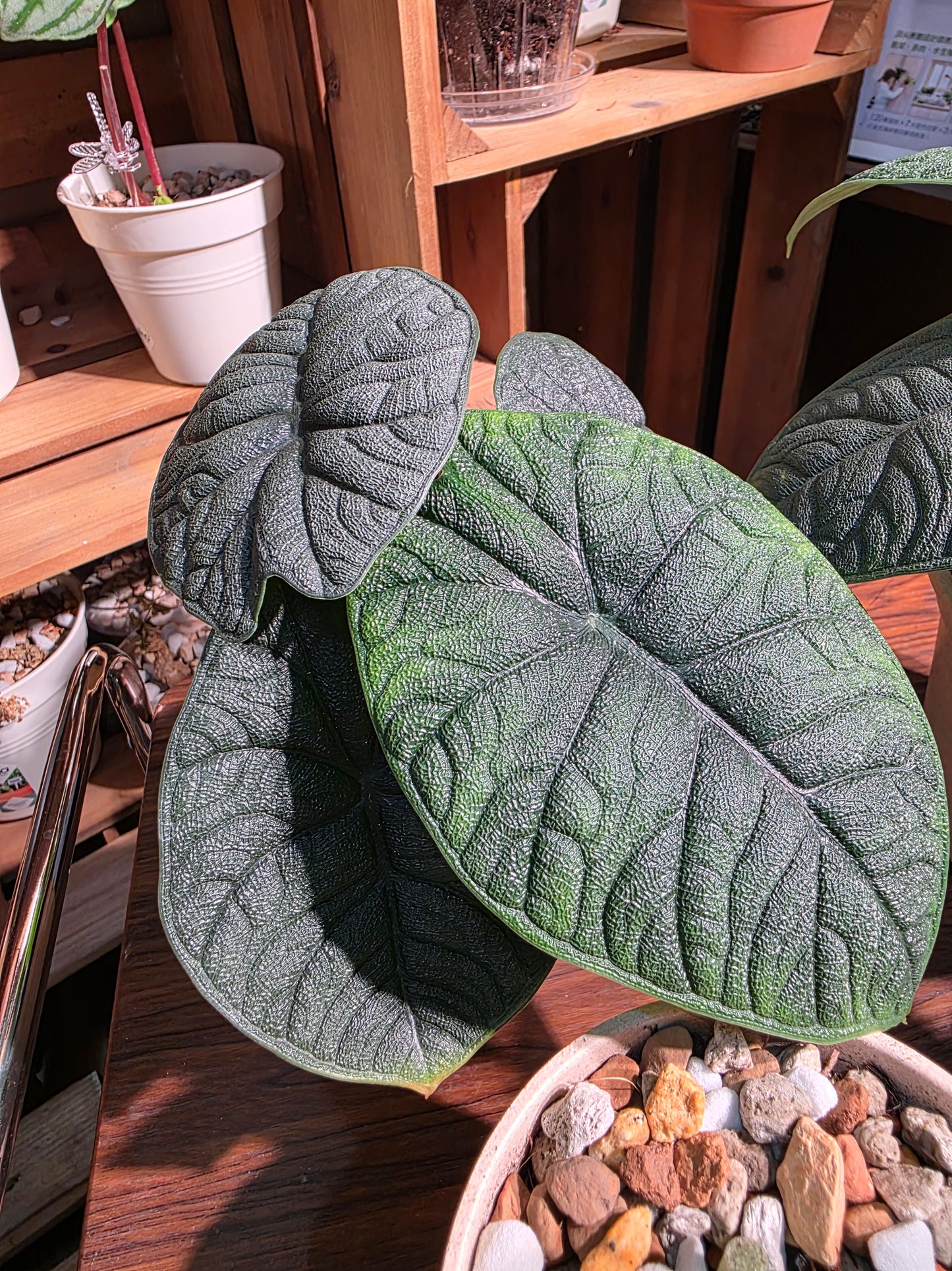 Alocasia melo 犀牛皮海芋