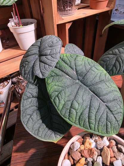Alocasia melo 犀牛皮海芋