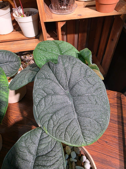 Alocasia melo 犀牛皮海芋