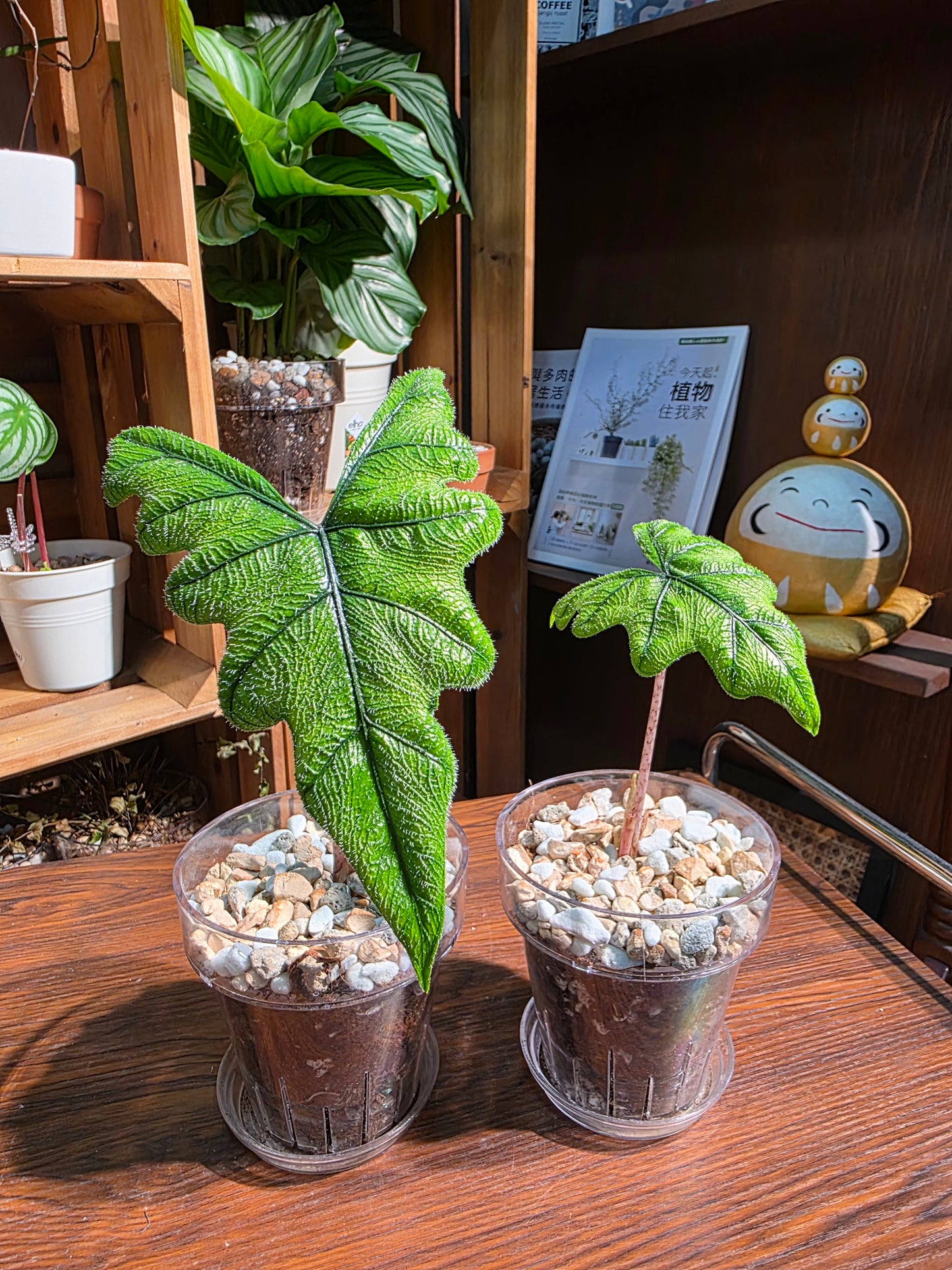 Alocasia jacklyn 傑克林海芋