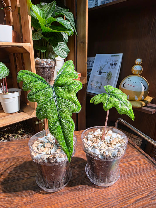 Alocasia jacklyn 傑克林海芋