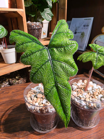 Alocasia jacklyn 傑克林海芋