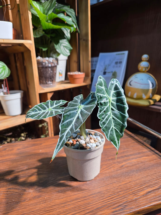 Alocasia parasol 太陽傘海芋