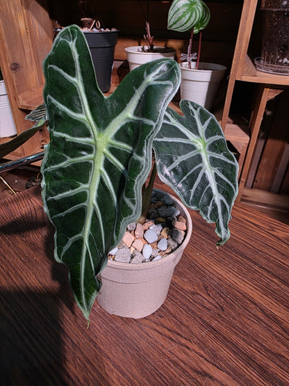 Alocasia parasol 太陽傘海芋