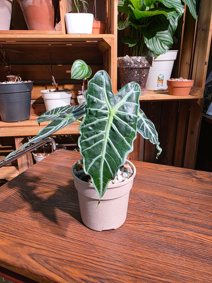 Alocasia parasol 太陽傘海芋