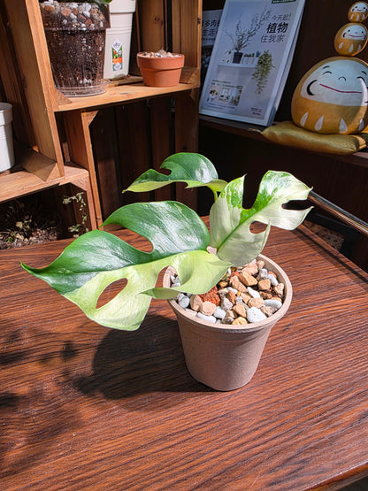 Rhaphidophora tetrasperma variegated 斑葉姬龜背