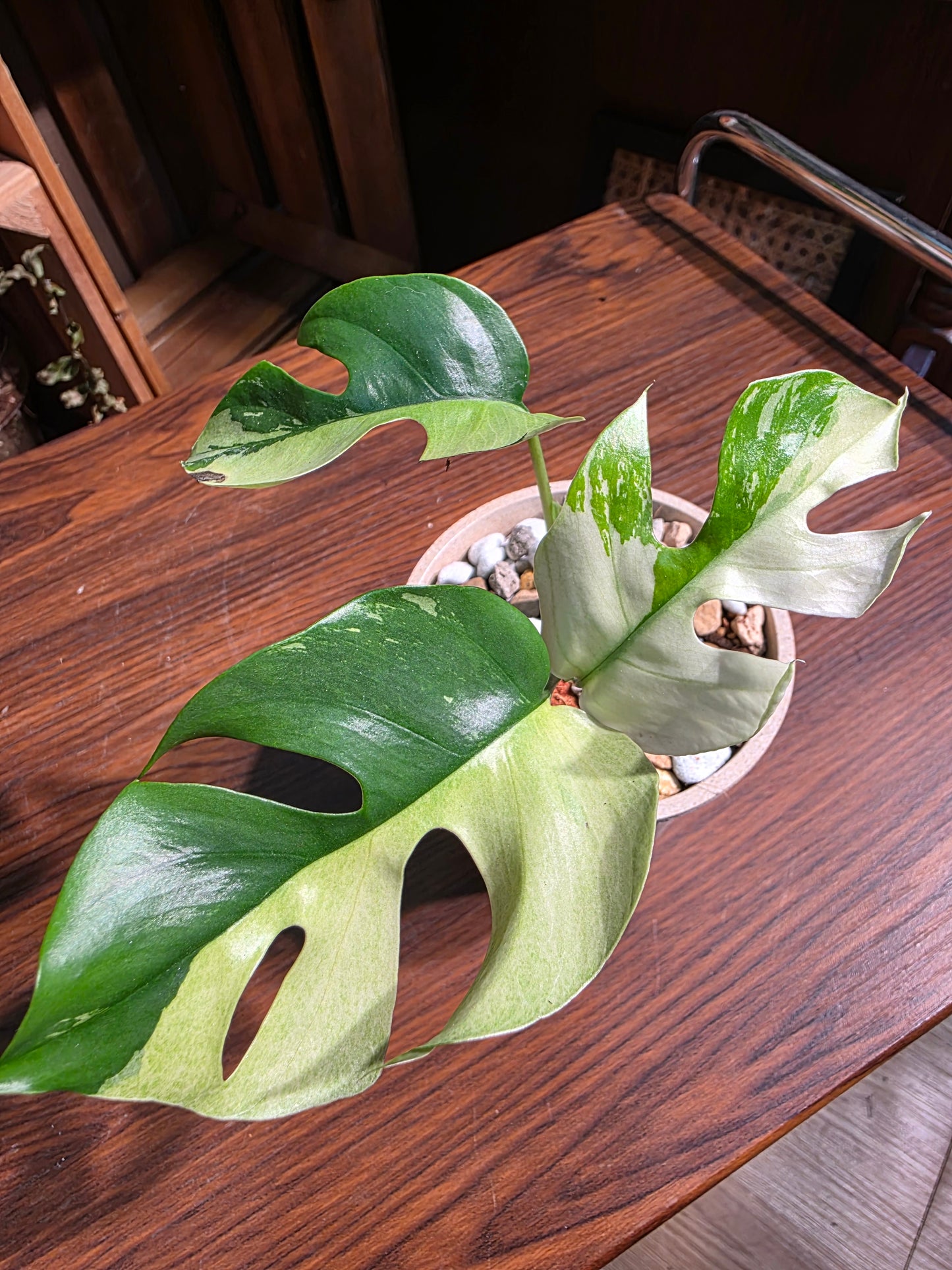 Rhaphidophora tetrasperma variegated 斑葉姬龜背