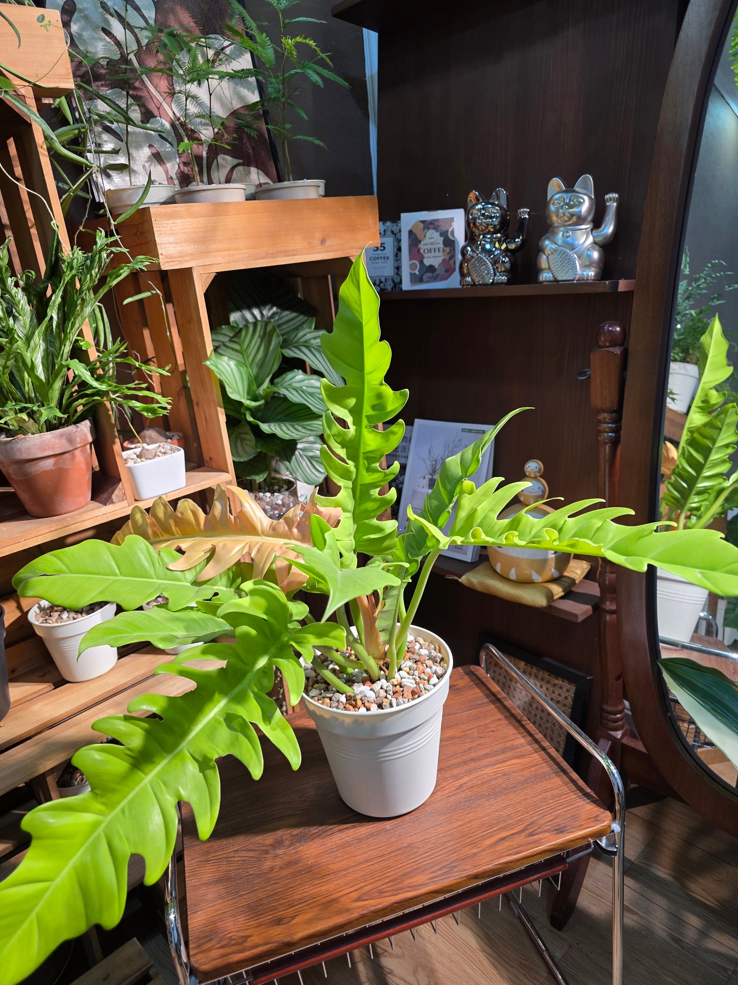 Philodendron golden crocodile 黃金火之戒