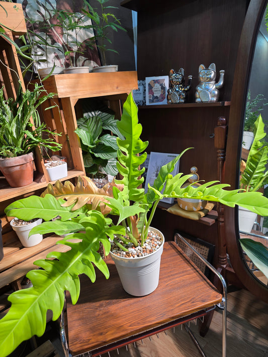 Philodendron golden crocodile 黃金火之戒