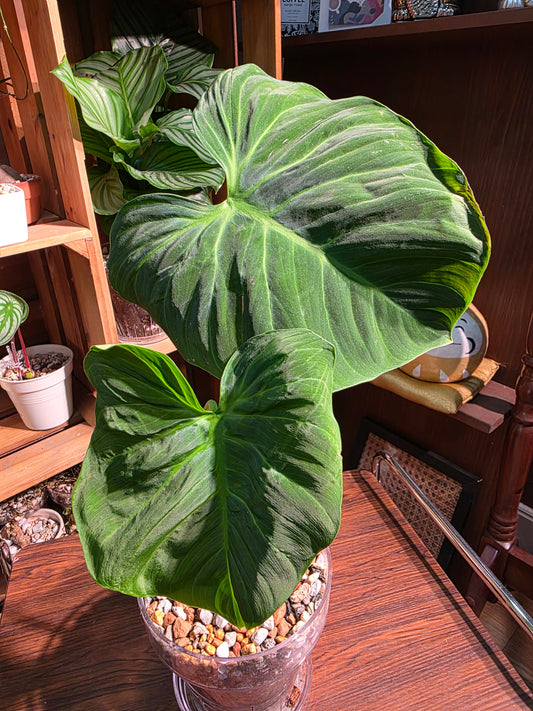 Philodendron el choco red 巧克力紅蔓綠絨