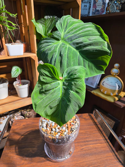 Philodendron el choco red 巧克力紅蔓綠絨