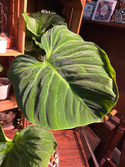 Philodendron el choco red 巧克力紅蔓綠絨