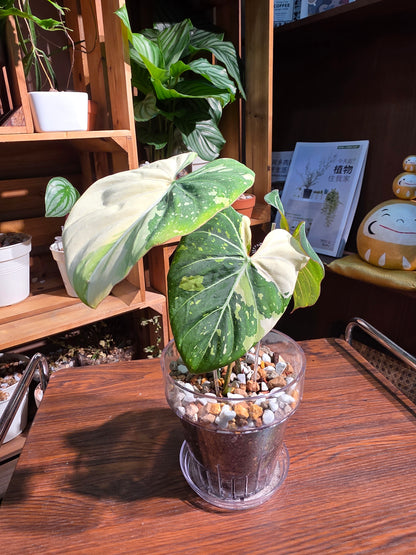 Philodendron gloriosum variegata 斑葉錦鍛蔓綠絨