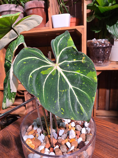 Philodendron gloriosum variegata 斑葉錦鍛蔓綠絨