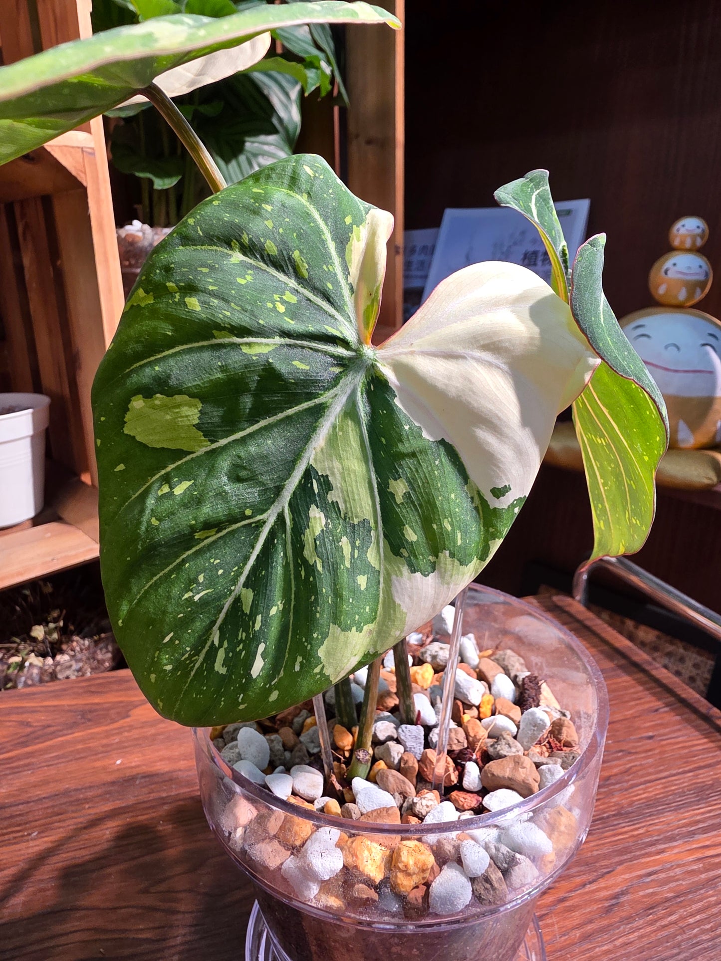 Philodendron gloriosum variegata 斑葉錦鍛蔓綠絨