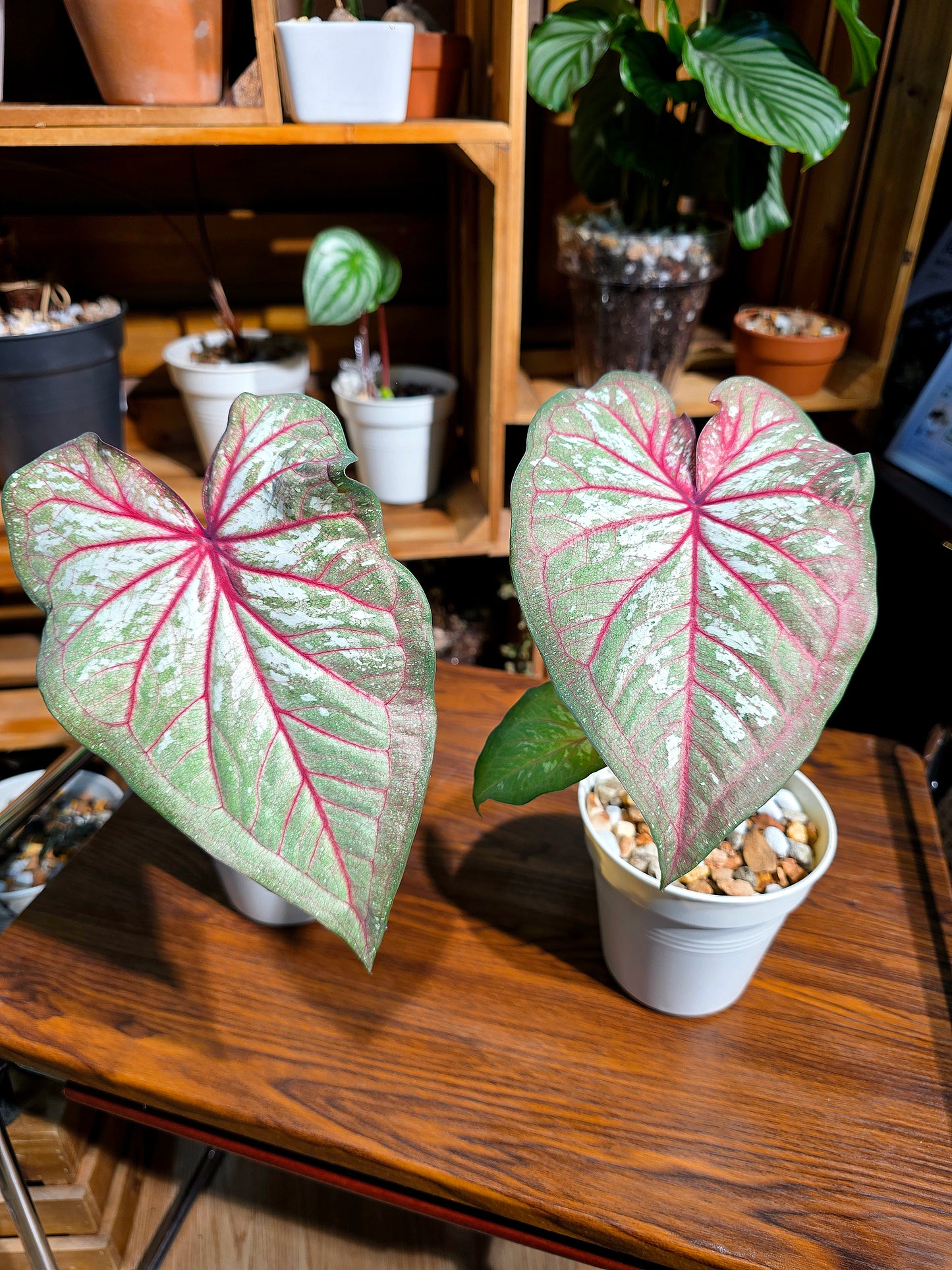 Caladium 慶典彩葉芋