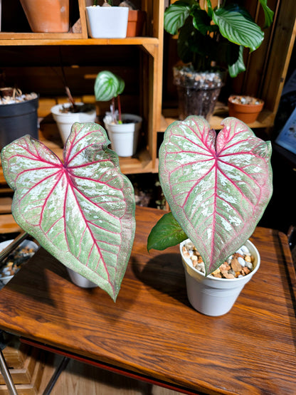 Caladium 慶典彩葉芋