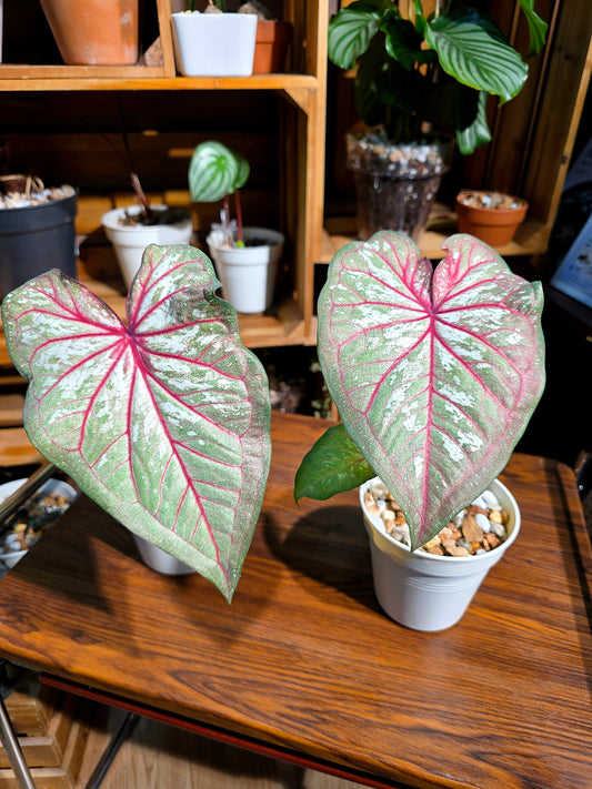 Caladium 慶典彩葉芋