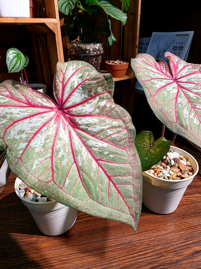 Caladium 慶典彩葉芋
