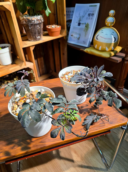 Solanum uleaum 厄瓜多爾茄子