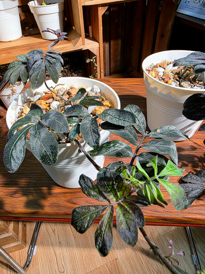 Solanum uleaum 厄瓜多爾茄子