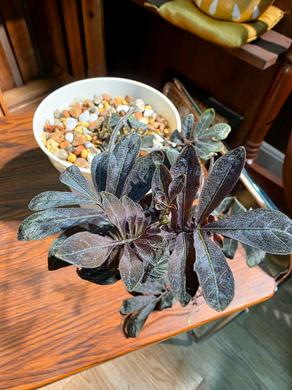Solanum uleaum 厄瓜多爾茄子