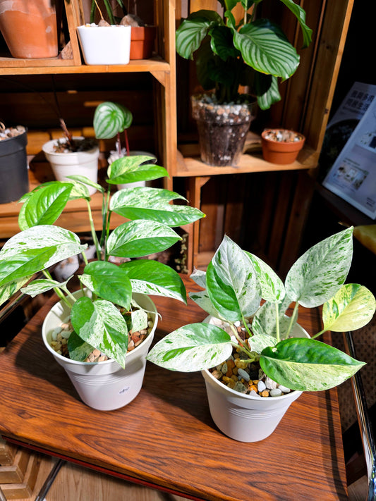 Epipremmun pinnatum variegated mint 薄荷麒麟尾