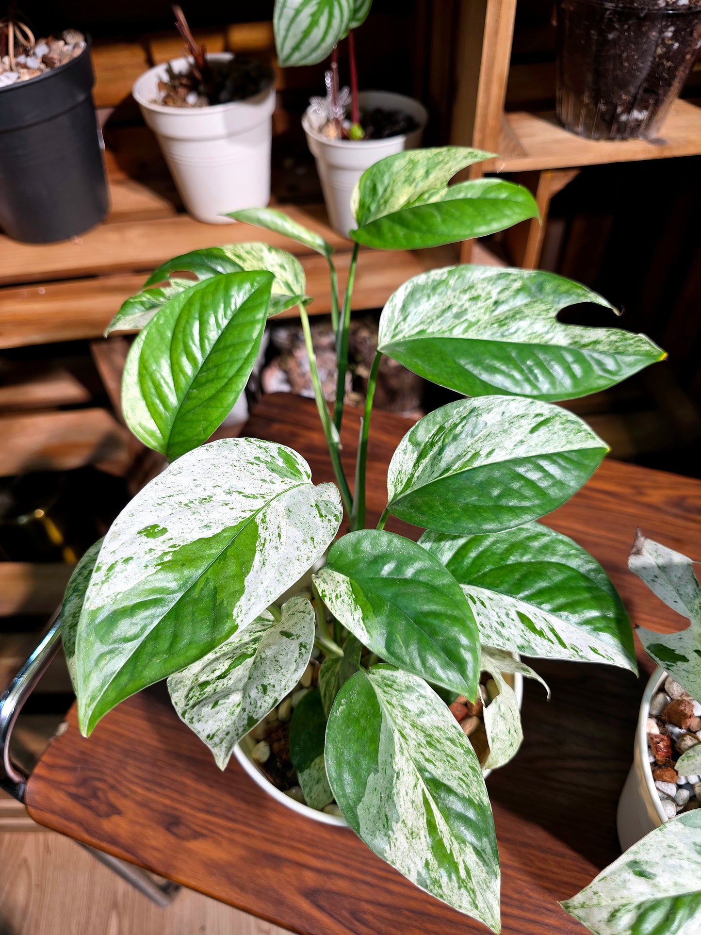 Epipremmun pinnatum variegated mint 薄荷麒麟尾