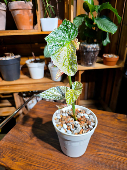 Begonia snow capped variegated 斑葉富士山秋海棠