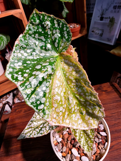 Begonia snow capped variegated 斑葉富士山秋海棠