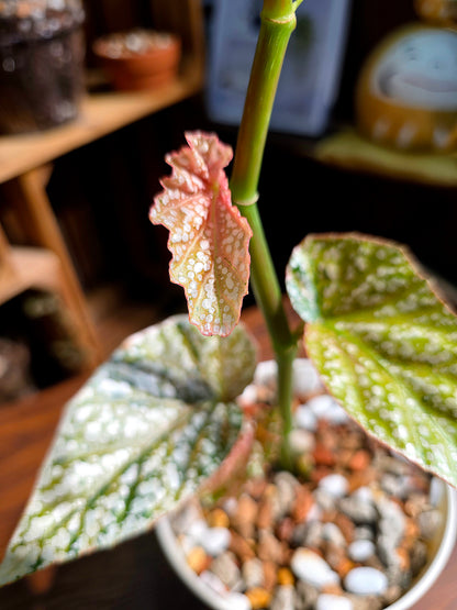 Begonia snow capped variegated 斑葉富士山秋海棠