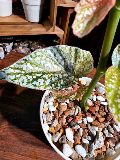 Begonia snow capped variegated 斑葉富士山秋海棠