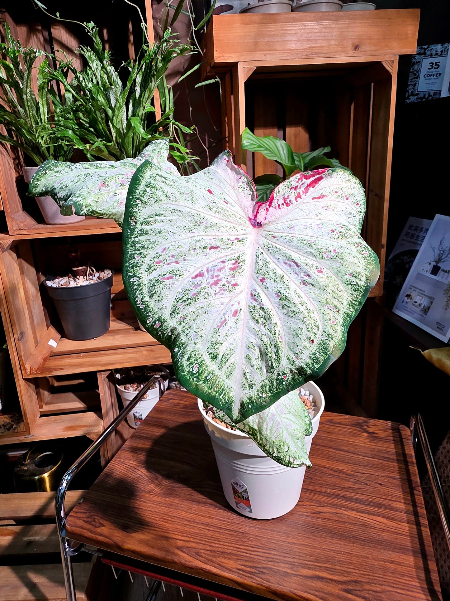 Caladium 胡椒薄荷彩葉芋