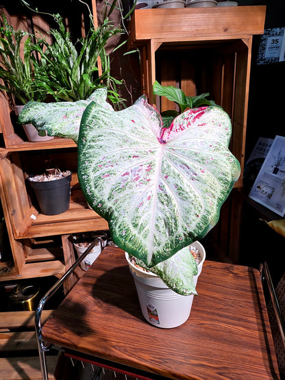 Caladium 胡椒薄荷彩葉芋
