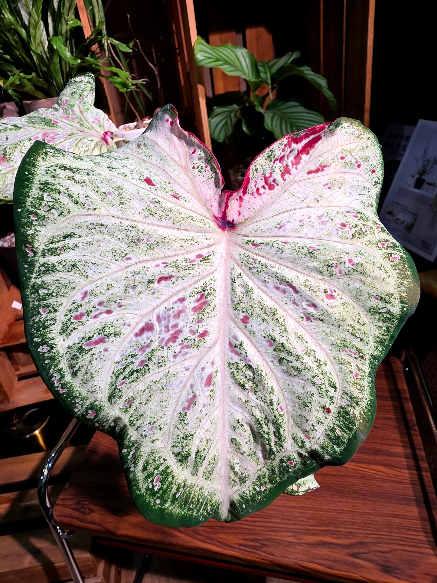 Caladium 胡椒薄荷彩葉芋