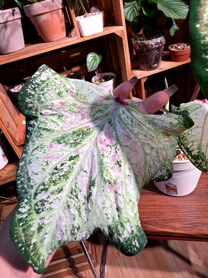 Caladium 胡椒薄荷彩葉芋
