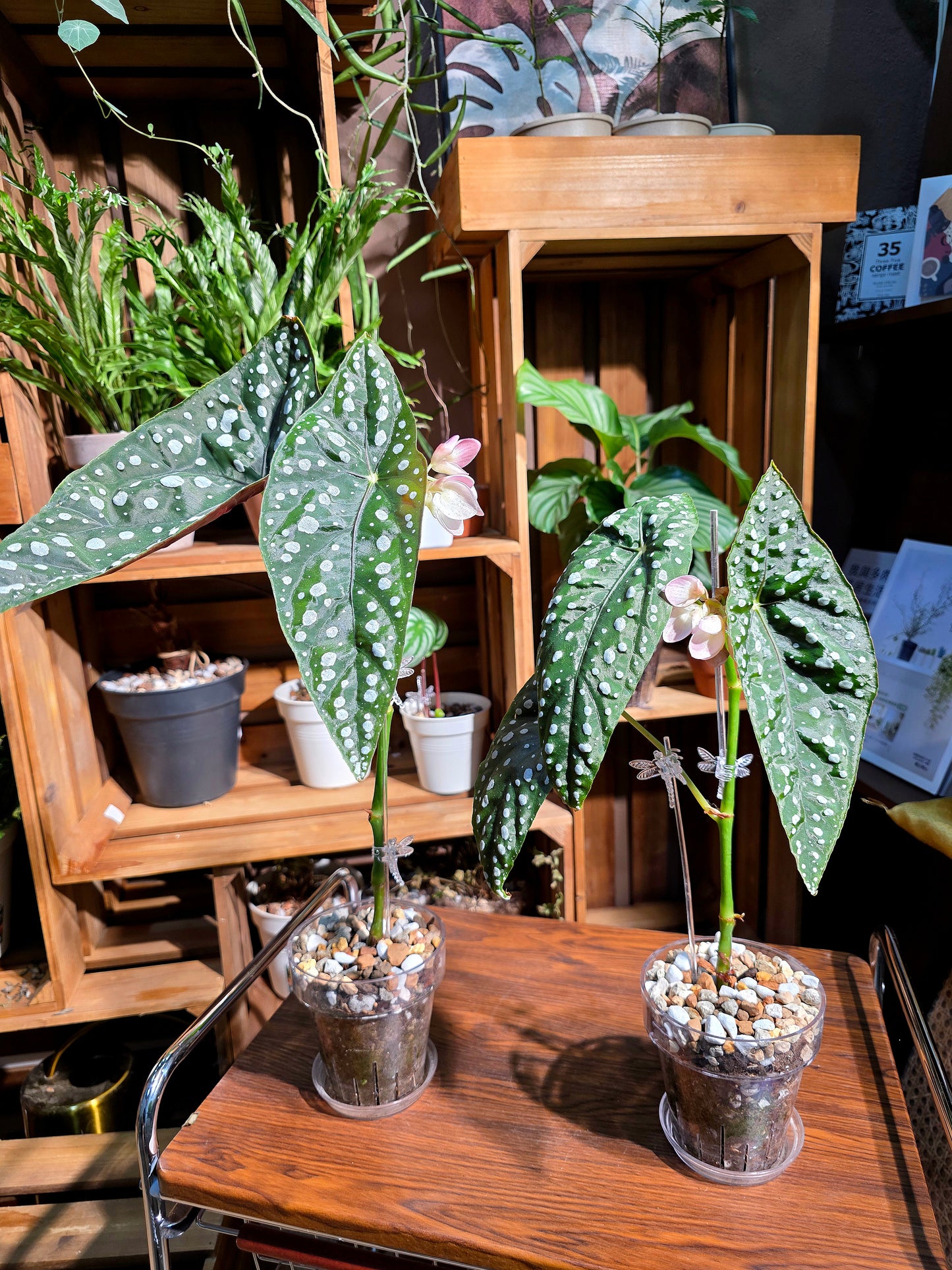 Begonia sierra mountion king 塞拉山王秋海棠