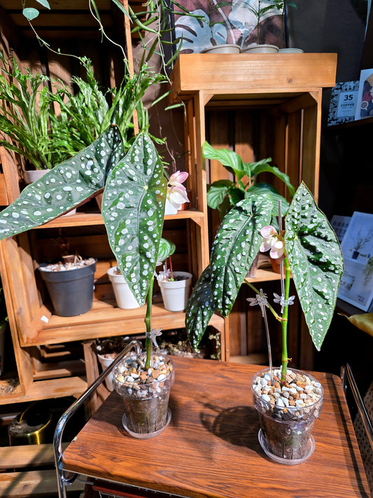 Begonia sierra mountion king 塞拉山王秋海棠