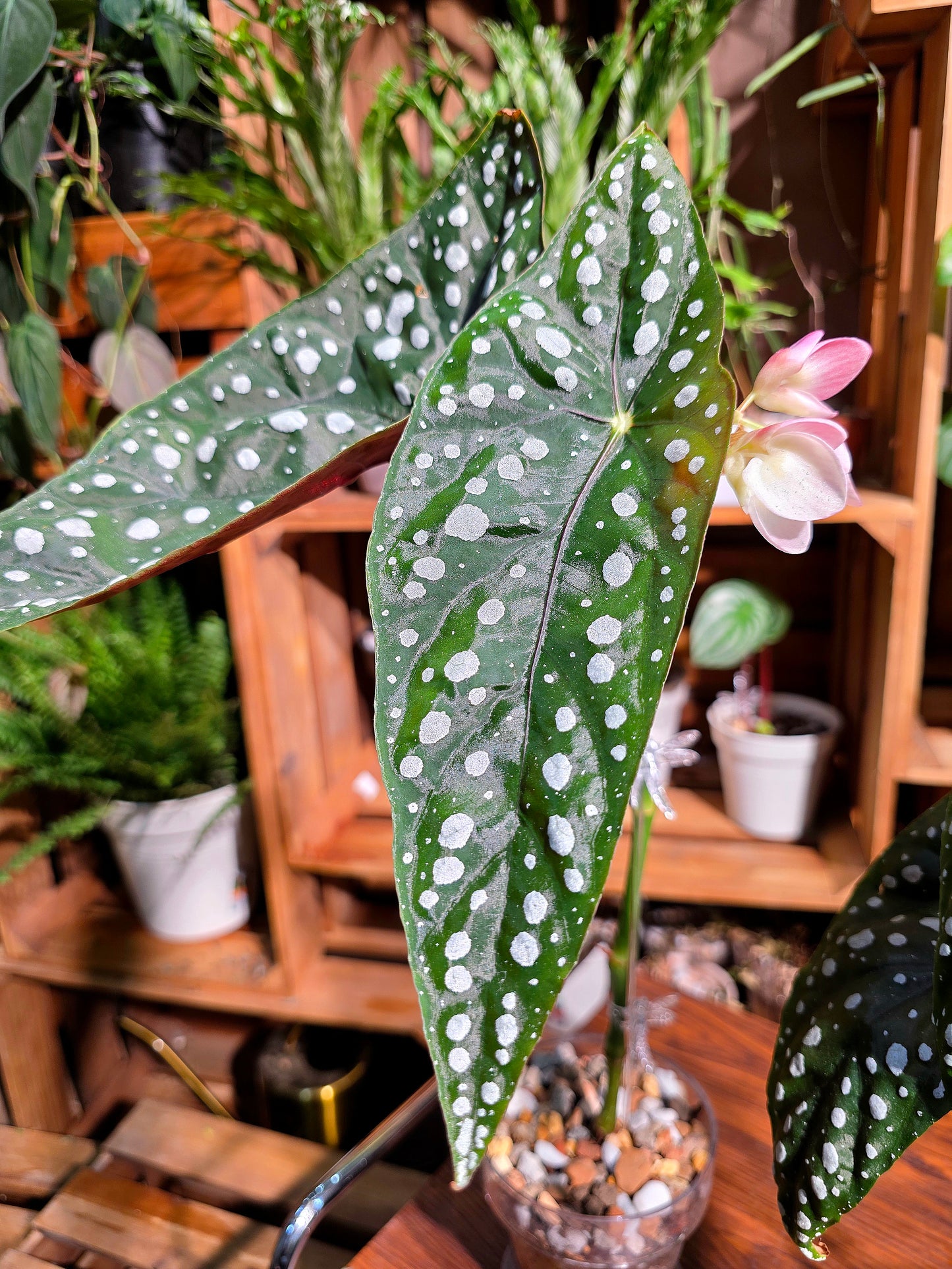 Begonia sierra mountion king 塞拉山王秋海棠