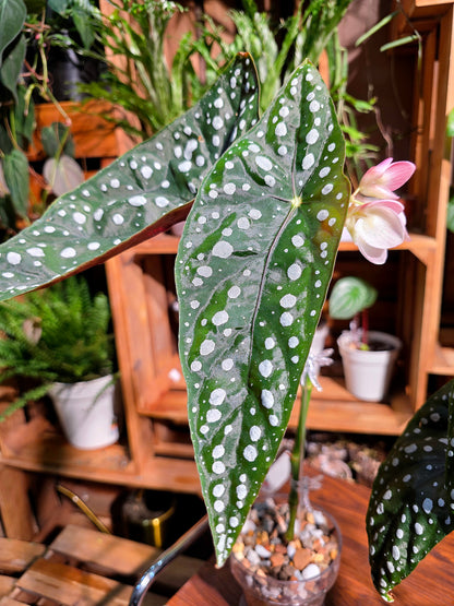 Begonia sierra mountion king 塞拉山王秋海棠