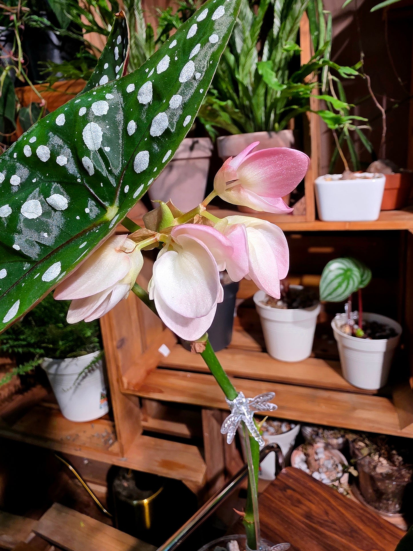 Begonia sierra mountion king 塞拉山王秋海棠