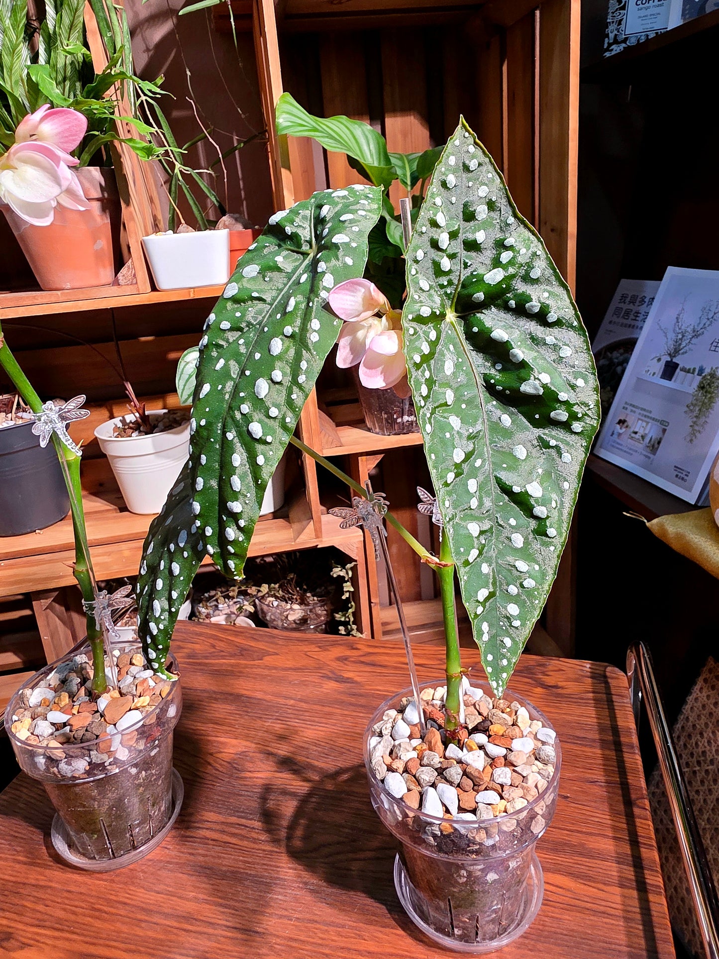 Begonia sierra mountion king 塞拉山王秋海棠