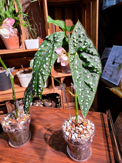 Begonia sierra mountion king 塞拉山王秋海棠