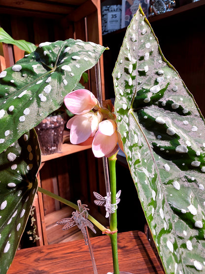 Begonia sierra mountion king 塞拉山王秋海棠