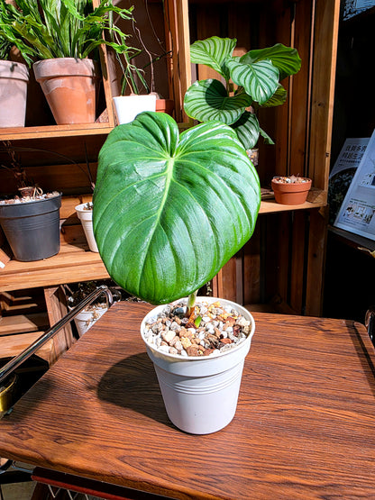 Philodendron mcdowell 大麥克蔓綠絨