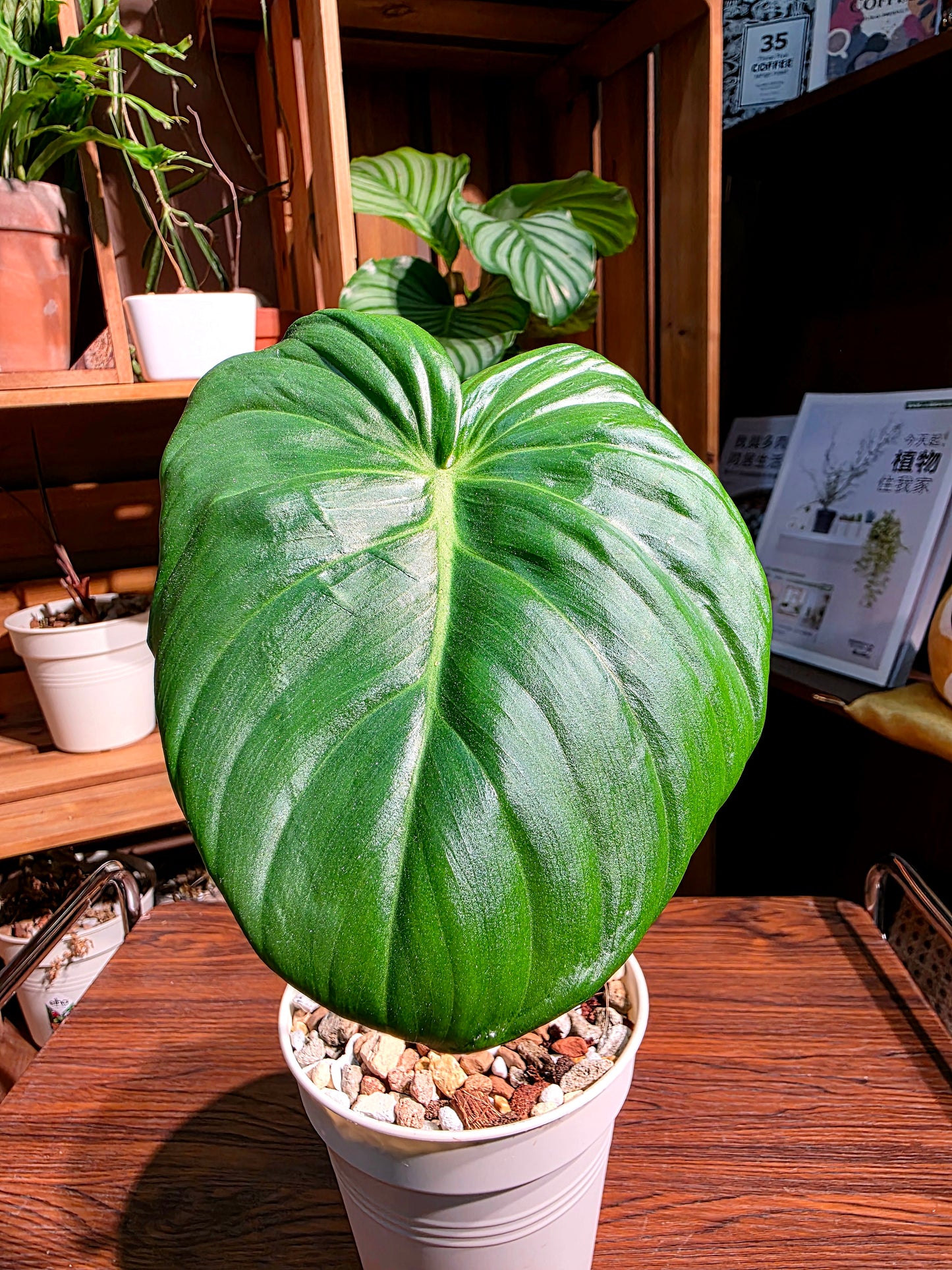 Philodendron mcdowell 大麥克蔓綠絨