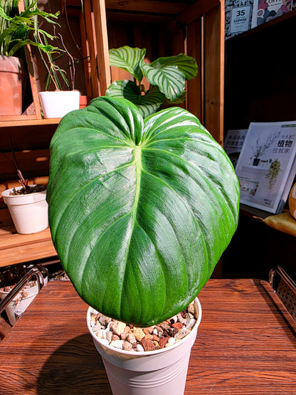 Philodendron mcdowell 大麥克蔓綠絨