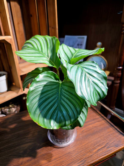 Calathea orbifolia 青蘋果竹芋